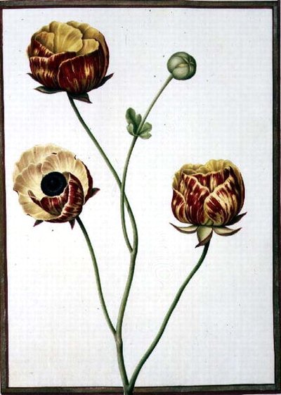 PD.109-1973.f6 Ranunculus Asiaticus (akvarell på veläng) av Nicolas Robert