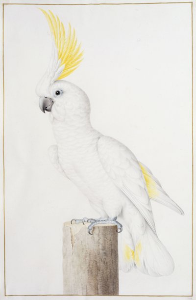 Svavelkrönad kakadua av Nicolas Robert