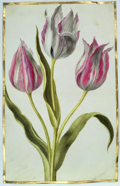 Tulpaner, ca 1675 (gouache på veläng) av Nicolas Robert
