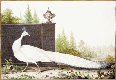 Vit påfågel av Nicolas Robert