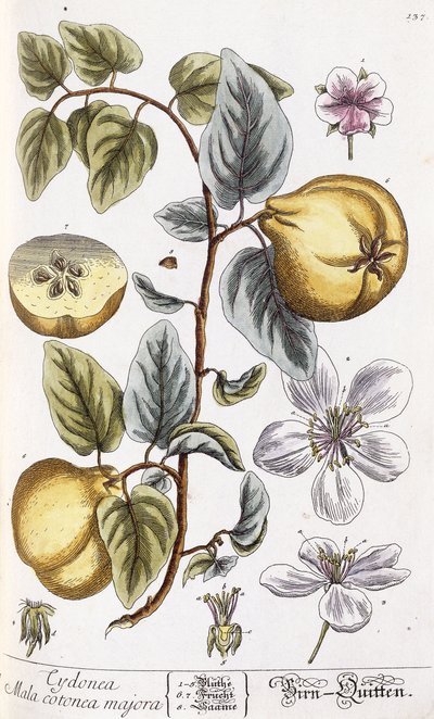 Kvitten av Nikolaus Friedrich Eisenberger