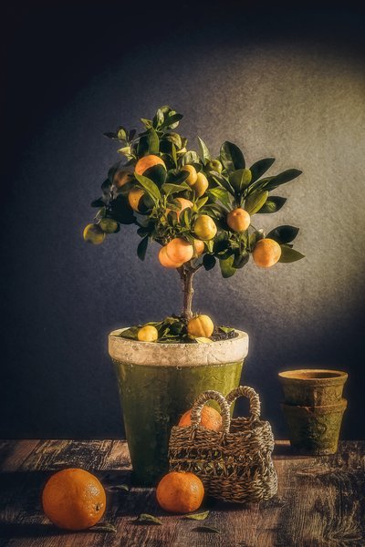 Rustikt stilleben med citrusfrukter av Nour Al-Dien Mahmoud