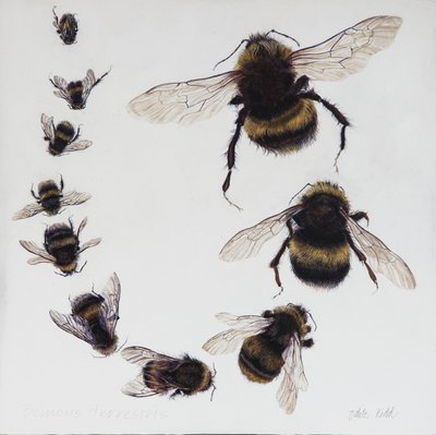 Bombus, 2015 (akryl på gessoat trä) av Odile Kidd