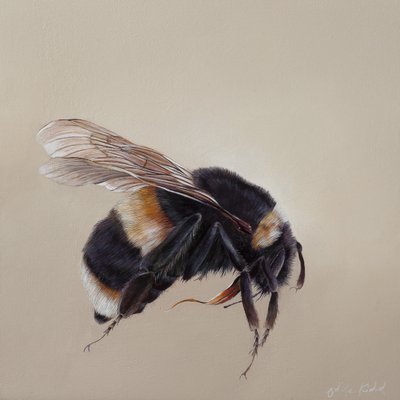 Bombus terrestis 8, 2013 (akryl på trä) av Odile Kidd
