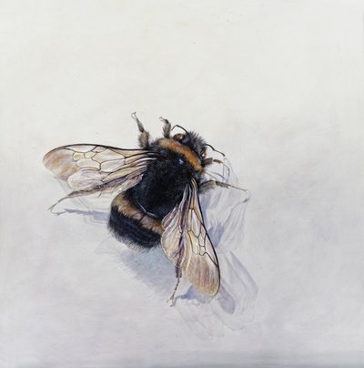 Bombus terrestris 11 (akryl på gessoat trä) av Odile Kidd