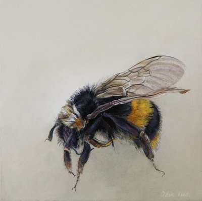 Bombus terrestris 1 (a), 2008 (akryl på trä) av Odile Kidd