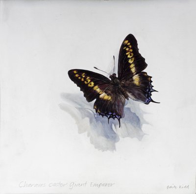 Charaxes castor, jättekejsare, 2014 (akryl på gessoat trä) av Odile Kidd
