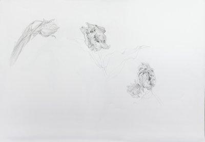Estella rijnveld 1, 2013 (blyerts på kassettpapper) av Odile Kidd