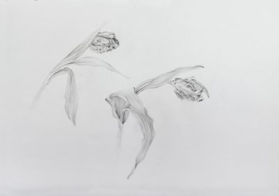 Estella rijnveld 2, 2017 (blyerts på kassettpapper) av Odile Kidd