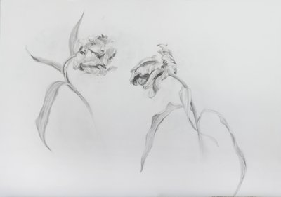 Estella rijnveld 3, 2017 (blyerts på kassettpapper) av Odile Kidd