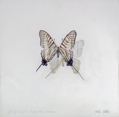 Graphium (Pazala) eurosus, 2014 (akryl på gessoat trä) av Odile Kidd