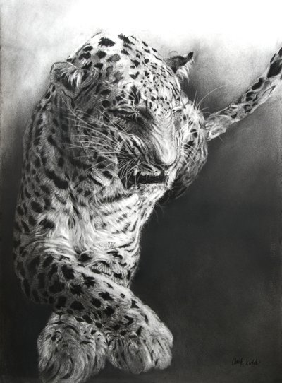 Panthera pardus 1, 2009 (kol  conte på Fabriano-papper) av Odile Kidd