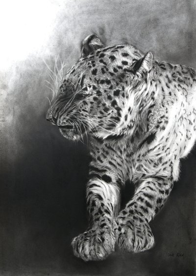 Panthera pardus 2, 2009 (kol  conte på Fabriano-papper) av Odile Kidd