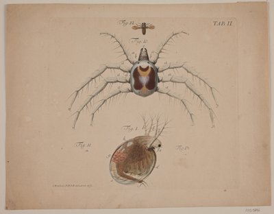 Insekter. Plåt II av zoologiskt arbete av Odvardt Helmoldt de Lode