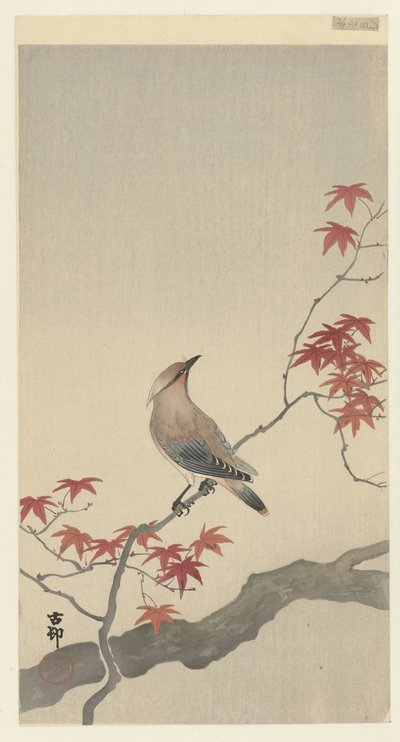 Japansk vaxvinge på lönn. av Ohara Koson