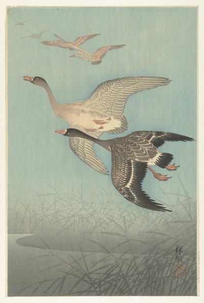 Vitbensgäss under flygning av Ohara Koson