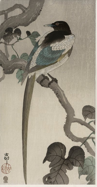 Skata på en Pauwolna-gren (träblock i färg) av Ohara Koson