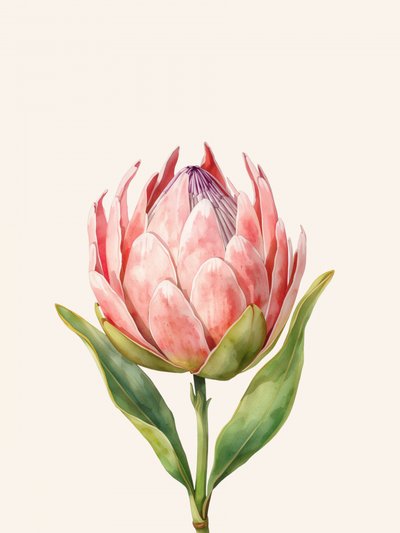 Pink Protea Bloom av Ohkimiko