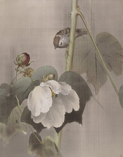 Cotton Rose Mallows in the Rain, ca. 1891-92. av Okada Baison