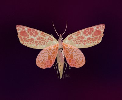 Rosa-orangefläckig nattfjäril av Olga Skomorokhova
