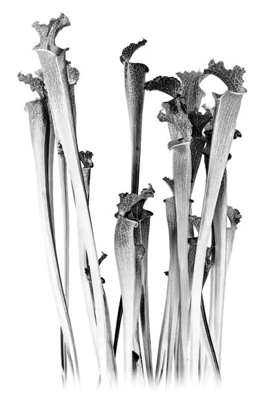 Carnivorous, 2020 (digital blandteknik) av Olivia Gozzano