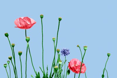 Papaveri rosa, 2019 (digital blandteknik) av Olivia Gozzano