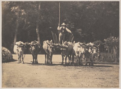 Sex Oxen Team med sin förare av Olympe Aguado