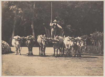 Sex Oxen Team med deras förare, ca. 1853. av Olympe Aguado