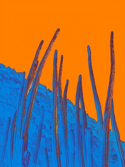Blå kaktusar och orange himmel av Osvaldo Russo