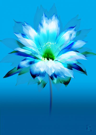 Livfull blå blomning av Osvaldo Russo