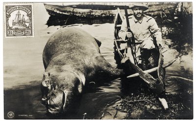 Tysk jägare med flodhäst, Tyska Östafrika, c.1910 av Otto Haeckel