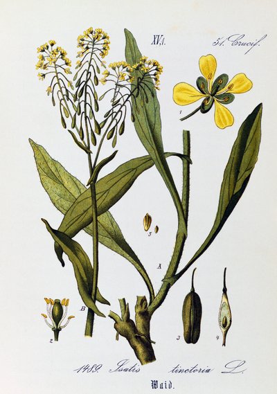 Blad, frukter och blommor av Woad eller Glastum (Isatis tinctoria), konstverk av Otto Wilhelm Thome (1840-1925) från Flora von Deutschland, Osterreich und der Schweiz (Flora i Tyskland, Österrike och Schweiz) av Otto Wilhelm Thome