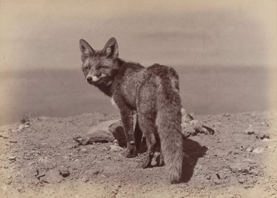 [Fox], 1886. av Ottomar Anschütz