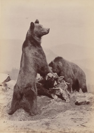 [Två björnar], 1889. av Ottomar Anschütz
