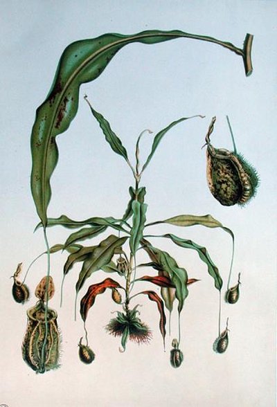 Nepenthes Hookeriana, botanisk platta från 