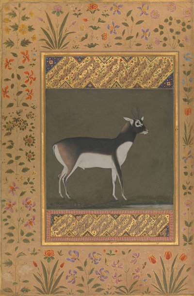 Black Buck, Folio från Shah Jahan Album, recto: ca. 1615-20, tergo: ca. 1530-50. av Painting attributed to Manohar