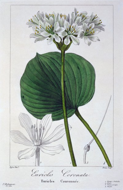 Euricles coronata, pub. 1836. av Panacre Bessa