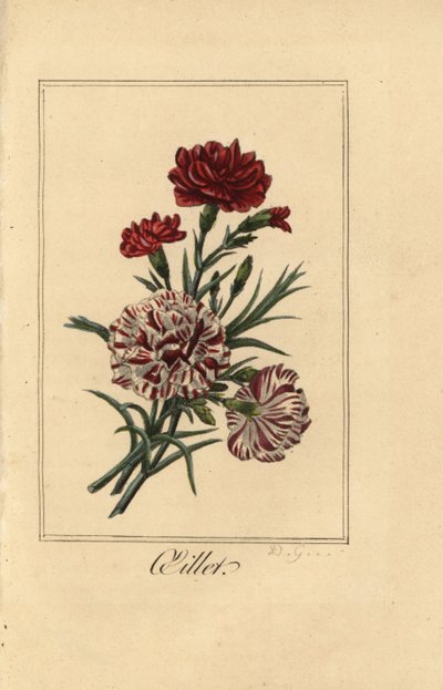 Nejlika eller nejlika rosa, oillet, Dianthus caryophyllus av Pancrace (after) Bessa