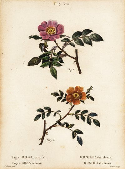 Hundros, Rosa canina, Rosier des Chiens 1, och småbladig sötbrist, Rosa sepium, Rosa agrestis, Rosier des Haies 2 av Pancrace (after) Bessa