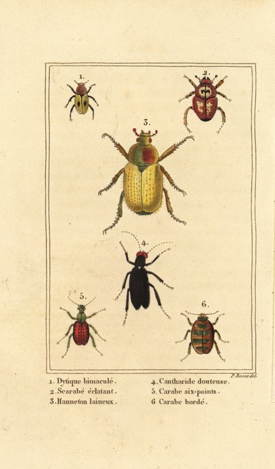 Dytiscus bimaculatus 1, scarab 2, cockchafer, Melolontha melolontha 3, Cantharis skalbagge 4, Carabus sexpunciatus 5 och Omophron limbatum 6 av Pancrace (after) Bessa