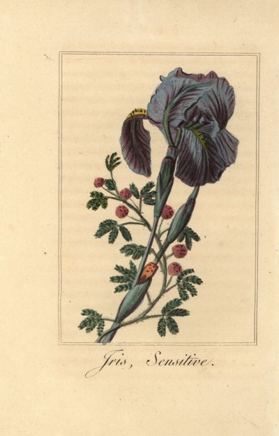 Iris, Iris gemanica och känslig växt, Mimosa pudica av Pancrace (after) Bessa
