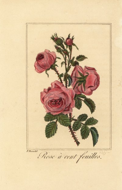Provenceros eller kålros, Rose a cent feuilles, Rosa centifolia av Pancrace (after) Bessa