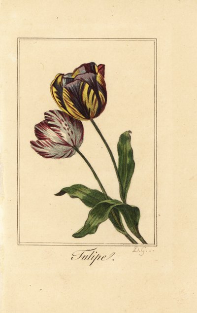 Sorter av tulpan, tulpan, Tulipa gesneriana av Pancrace (after) Bessa