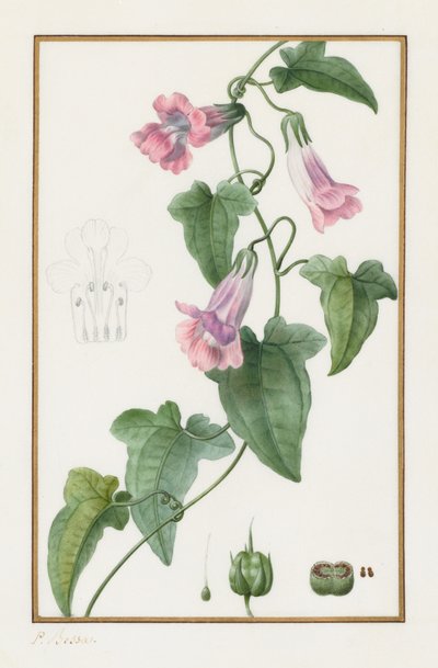 (Botaniskt: Maurándia semperflorens) av Pancrace Bessa