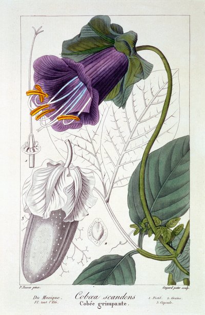 Cobaea scandens, 1836 (handfärgad gravyr) av Pancrace Bessa