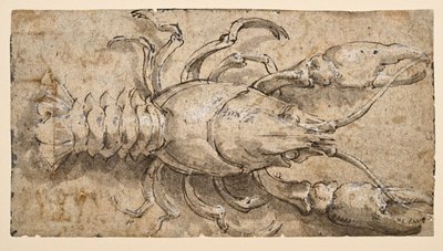 Kräftor (recto) av Parmigianino