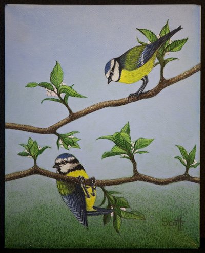 Bluetits, 2016 av Pat Scott