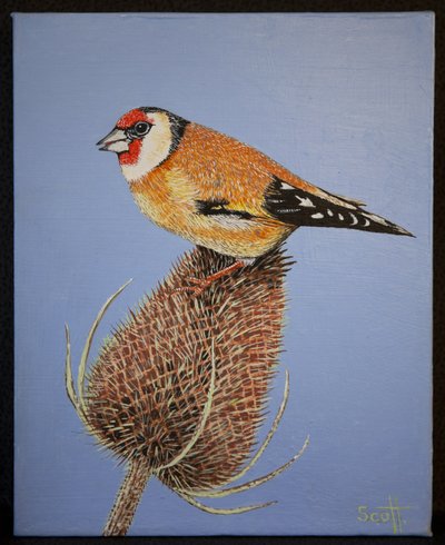 Goldfinch, 2016 av Pat Scott