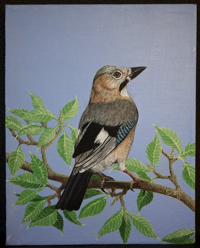 Jay, 2016 av Pat Scott