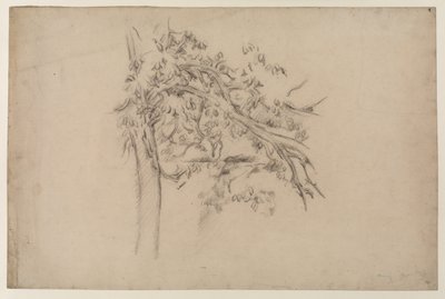 Study of a Tree, c.1885-87 (grafit på papper) av Paul Cézanne